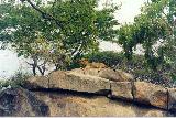 Lion on a rock 