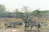 Zebras feeding 